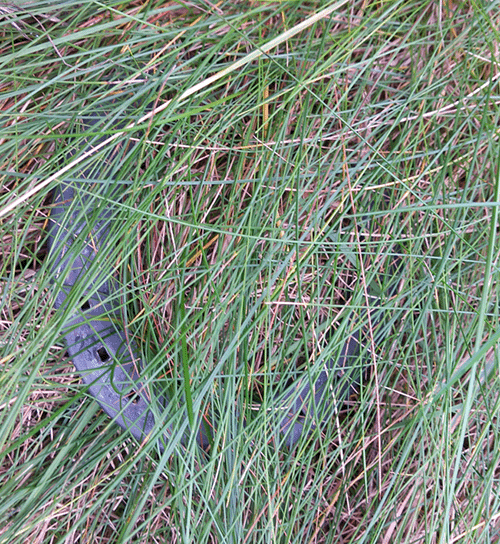 Hufeisen auf einer grünen Wiese, versteckt im Gras - von Bartels-Kampfmittelerkundung